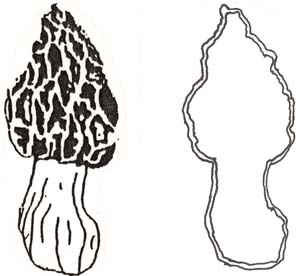 Morel Mushroom Drawings
