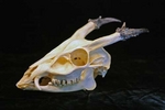 The Roe Muntjac Deer antler that International Experts Identified as the true identity of McDonald's Loch Ness Monster Tooth