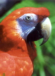 Macaw