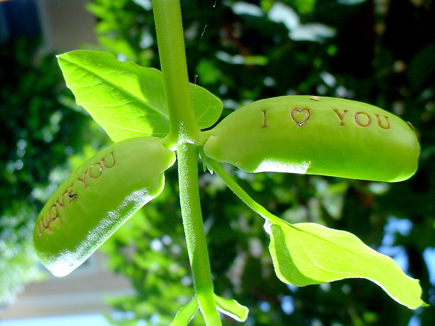 Secret Mother’s Day Message Blossoming Plant Developed by Miracle