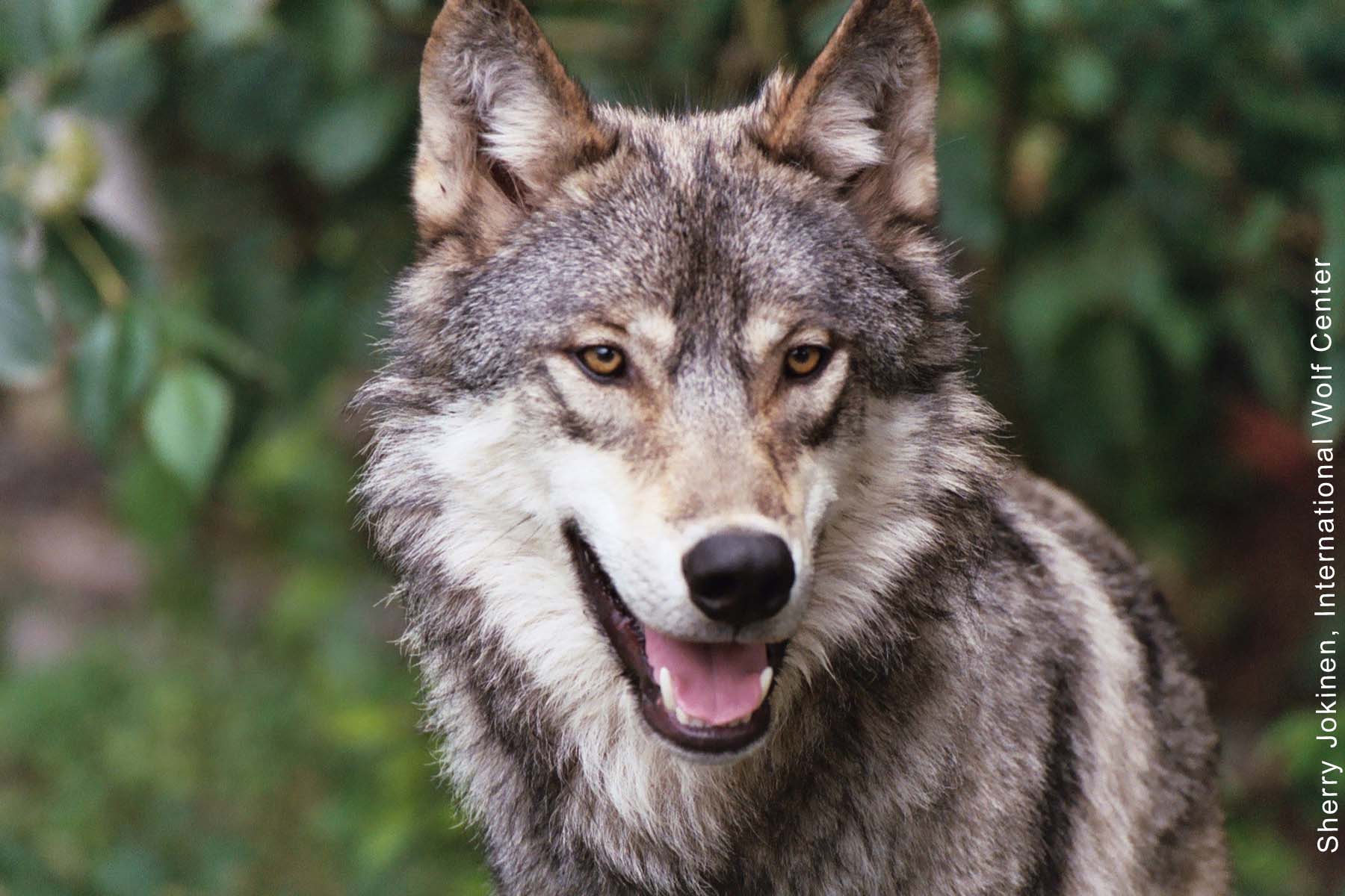 Close Up Wolf