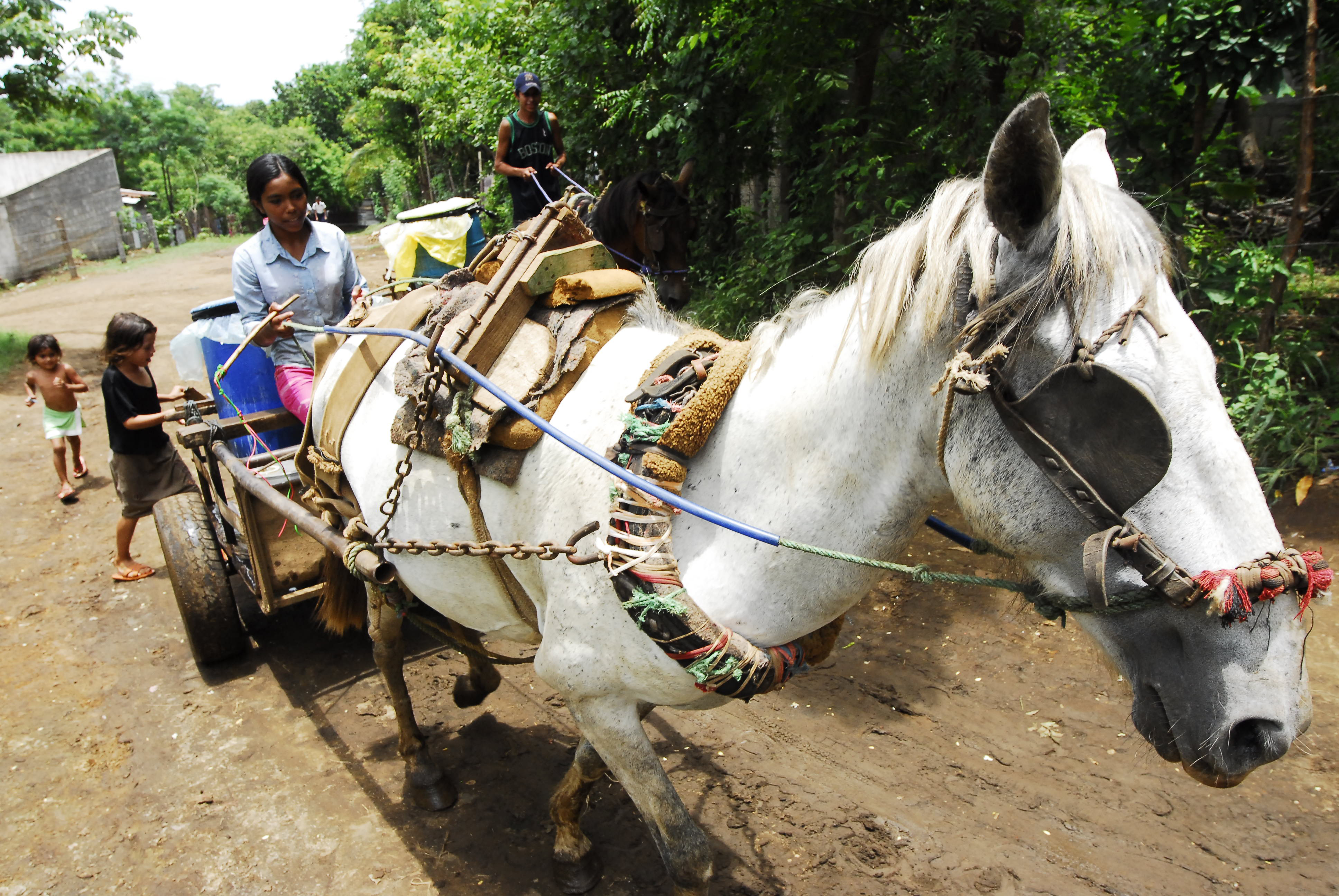 Horse At Work