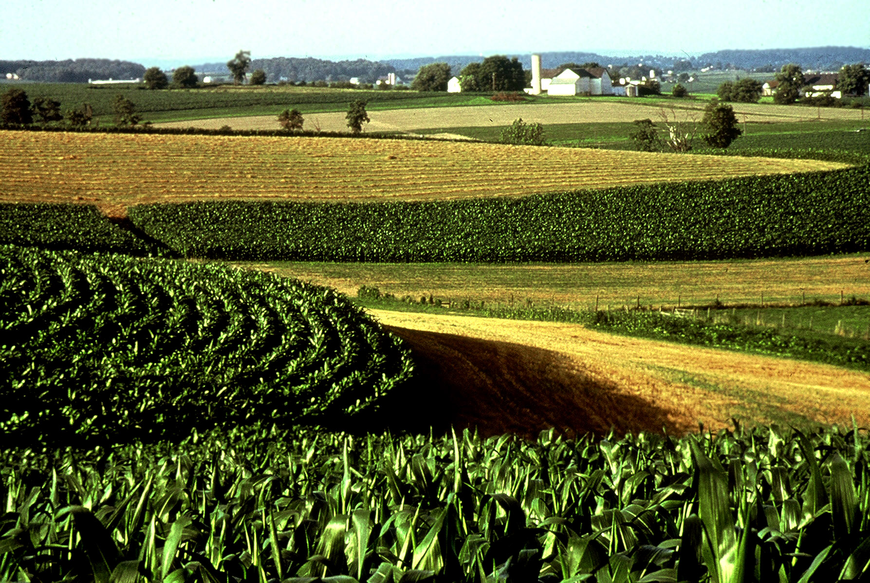 Corn In Iowa