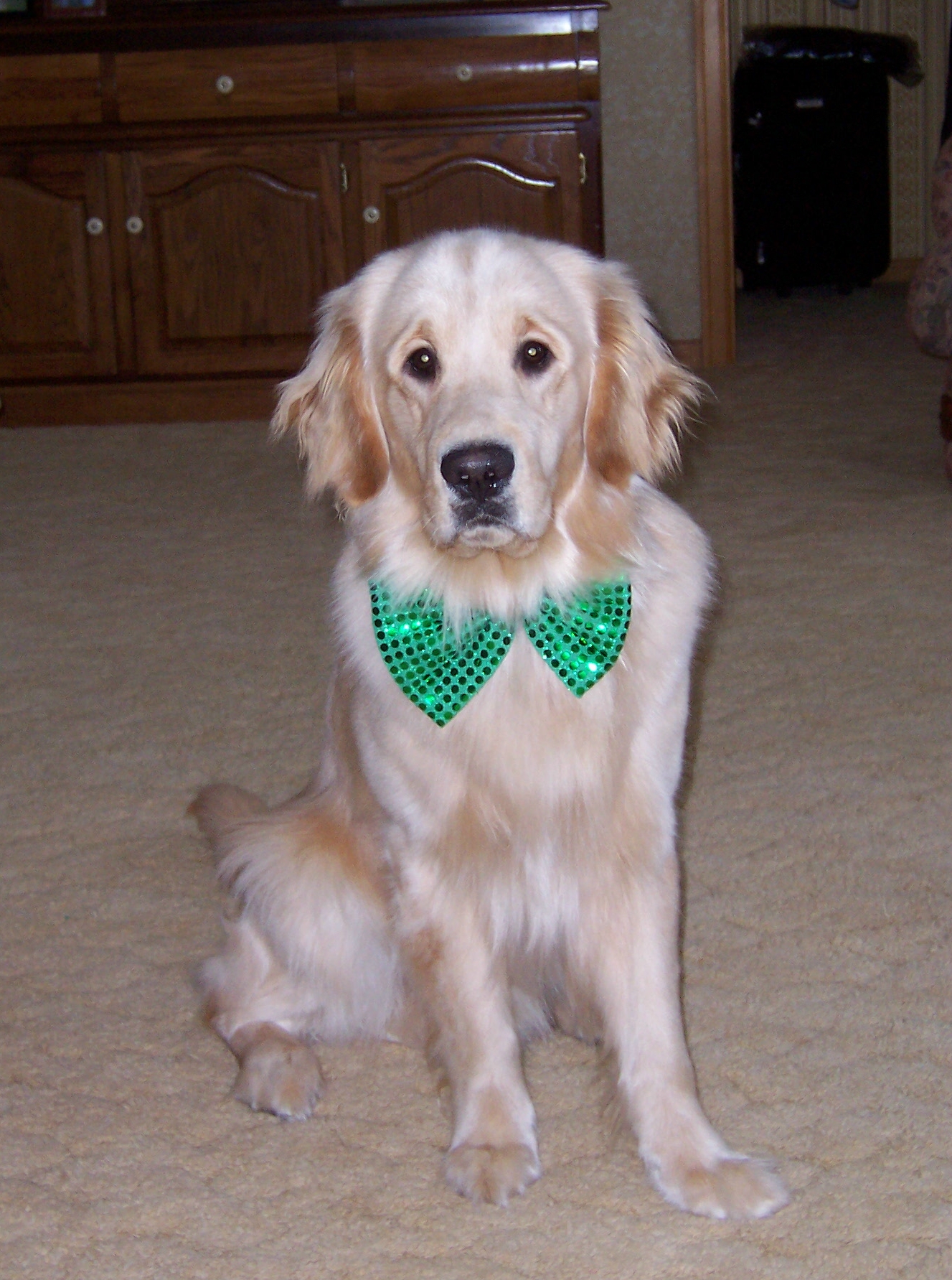 Free Dog Photo Contest Offers 10 000 In Cash Prizes Including A 