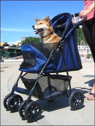 used dog strollers for sale craigslist