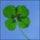 World's First Four Leaf Clover Plant Enters Novelty Gift Market