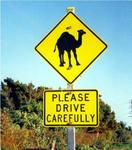 Camel Crossing in Broome, Australia, by VirtualTourist member Myndo