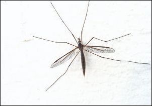 what kills mosquitoes