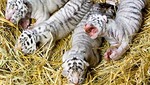4 Tigers Die in 24hrs at Roadshow