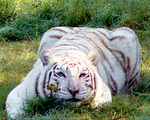 White Tiger at Big Cat Rescue
