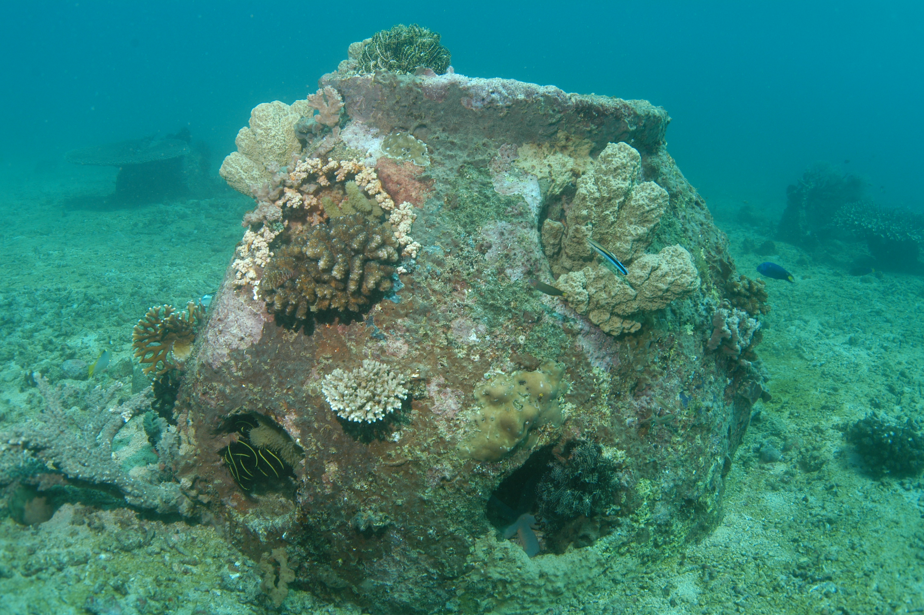 New Deathcare Trend Green Burial At Sea In Artificial Reef Balls 