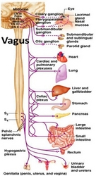 Breakthrough "Neuro Nutrition" Targets the Brain and Vagus Nerve To