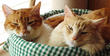 Cat Couple Shares Relationship Advice Just in Time for Valentine's...