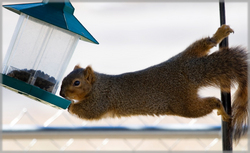 New Havahart® Easy Set Live Squirrel Trap Makes Capturing Pesky