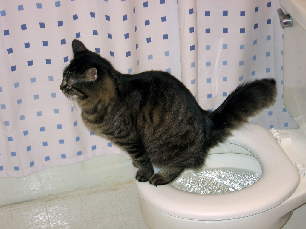 Cat In Toilet