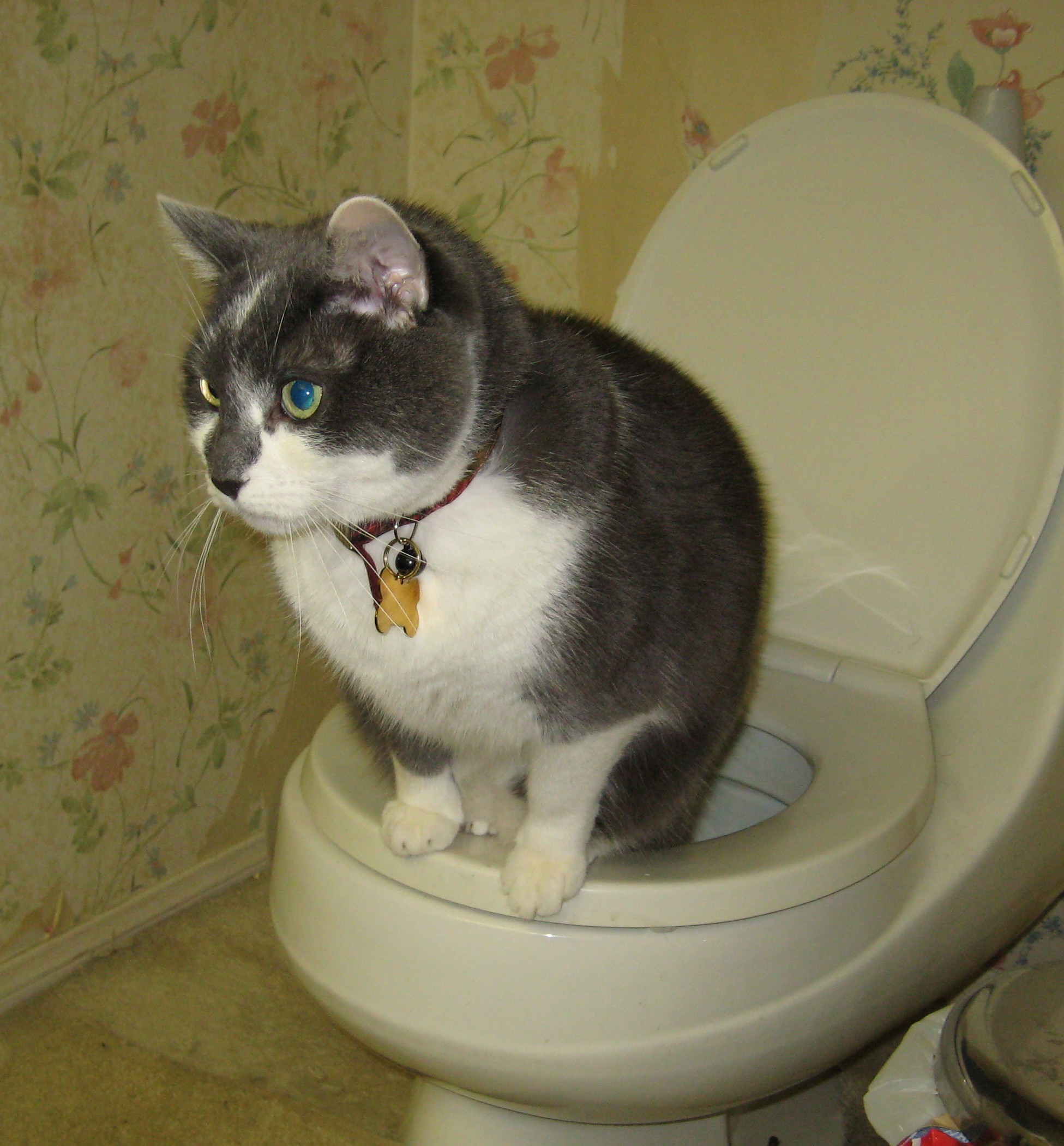  to use the toilet in just weeks after 7 years of litter box use