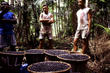 Pure Acai Products to Market New Line of Acai Zone Products