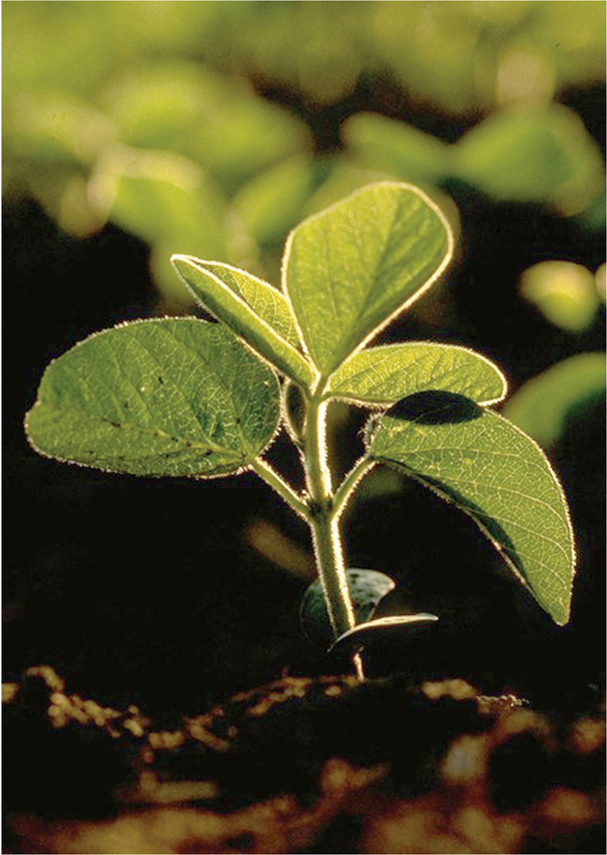 soybean plant planting research soybeans initiative farmers health earlier increase prweb