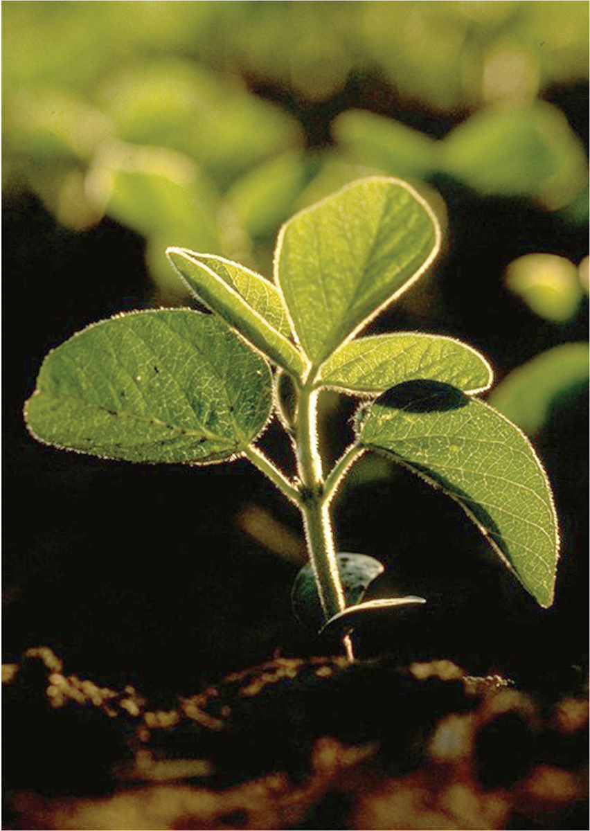 NCSRP Research Director: "Earlier Planting can Increase Soybean Yields"