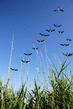 Bird-B-Gone Comments on Goose Control at Airports