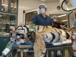 wild tiger conrad jennifer surgery dvm veterinarian paw founder project special