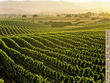 Going Green Reaches Economic Tipping Point at Wine and Shine 2009
