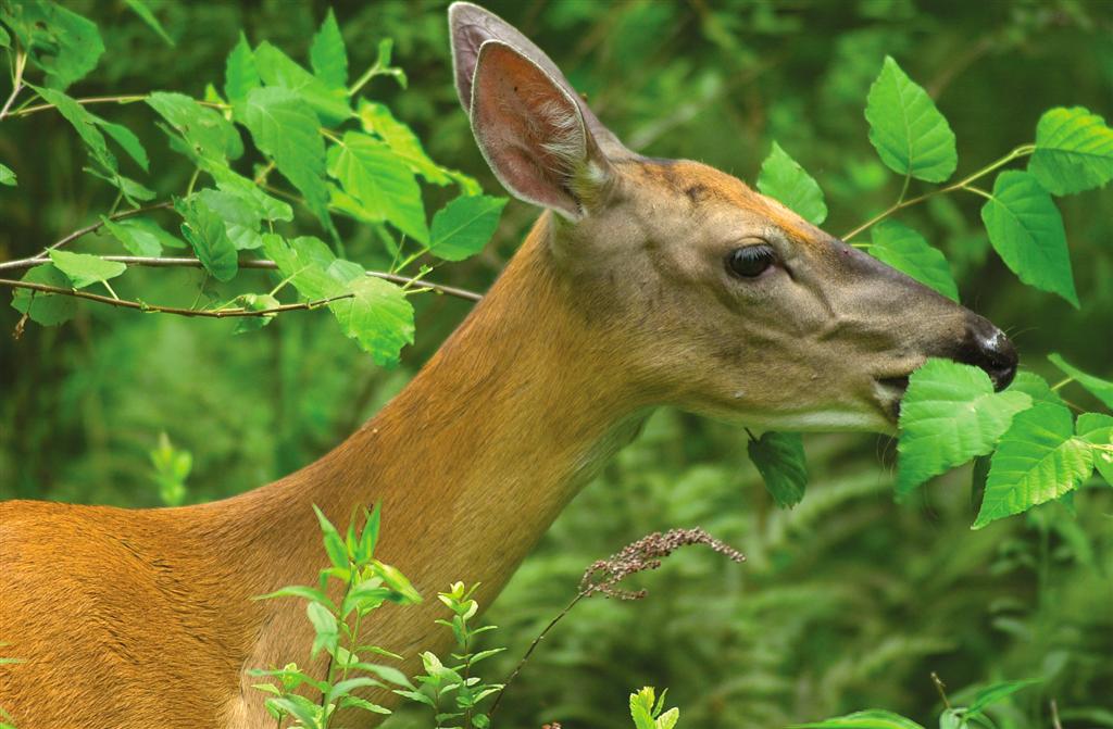 Enjoy Outdoor Living & Your Garden Without Pesky Critters or Biting