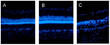 Stemedica Discovers Significant Breakthrough in the Use of Stem Cells...