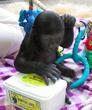 San Francisco Zoo Uses earthbath Pet Wipes to Groom Abandoned Baby...