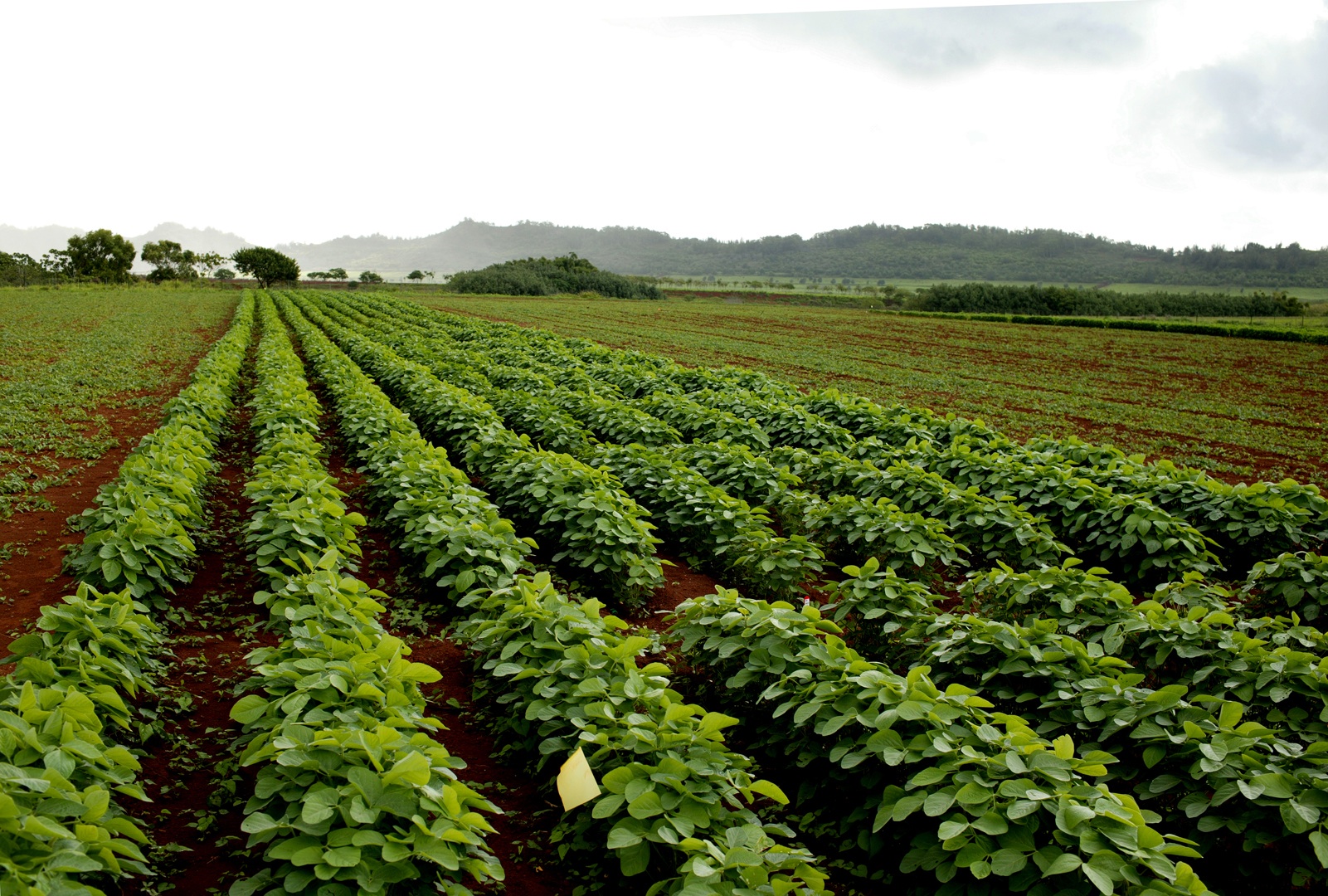 economic-strength-of-hawaii-seed-crop-industry-confirmed-by-recent-reports