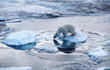 US Designates Polar Bear Critical Habitat, Creating Some Breathing...