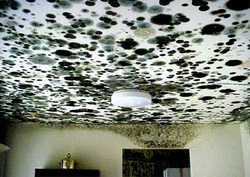 Mould is usually hidden in voids especially internal surfaces of outside walls and ventilation systems.