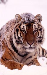 wwf, world wildlife fund, tiger