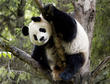 WWF, world wildlife fund, giant panda