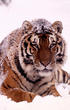 WWF, world wildlife fund, tiger