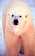 WWF, world wildlife fund, polar bear