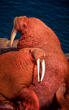 WWF, world wildlife fund, pacific walrus