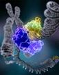 Launch of ImmortalHumans.com as a Result of Humankind's Drive to...