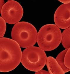 are red blood cells cell fragments