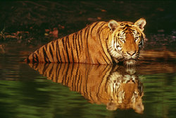 Bengal Tiger / Martin Harvey / WWF-Canon