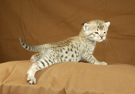 Side view of a Savannah Cat cub Photo courtesy of Kathrin Stucki 