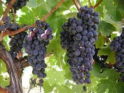 Syrah and Merot Grapes were subsituted for Pinot Noir grapes