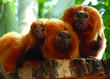 Philadelphia Zoo Announces Global Conservation Prize Winner