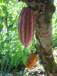 Mokugift agroforestry trees