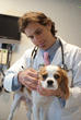 Eco-Friendly & Cutting Edge Animal Hospital Opens in TriBeCa