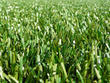 Green Fields with FIFA 1-Star in Australia