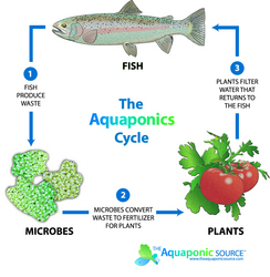 The Aquaponic Source Poised to Become the Hub for the North American 