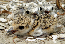 Gulf Coast oil spill shorebird chicks on nest