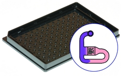 Chemotaxis Assay