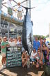Monster Blue Marlin Weighed at 37th Annual White Marlin Open